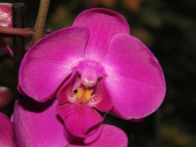 orchideen_10.jpg