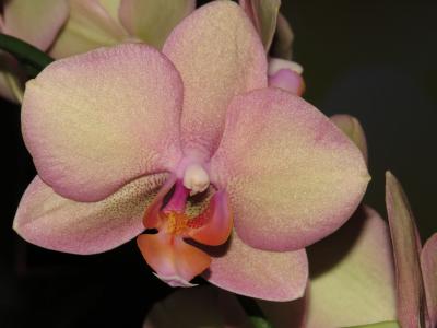 orchideen_11.jpg
