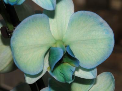 orchideen_8.jpg