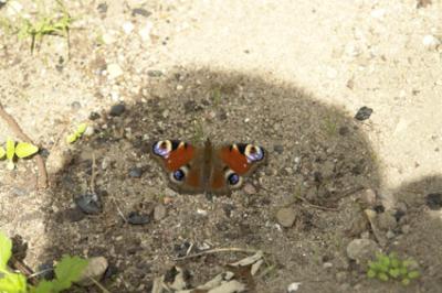 schmetterling10.jpg