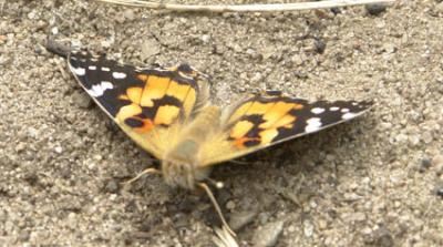 schmetterling_7.jpg