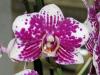 orchideen_9.jpg