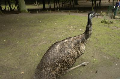 emu_1.jpg