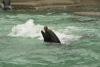 zoo_wuppertal_10_t1.jpg