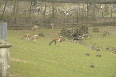 zoo_wuppertal_31.jpg
