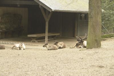 zoo_wuppertal_38.jpg