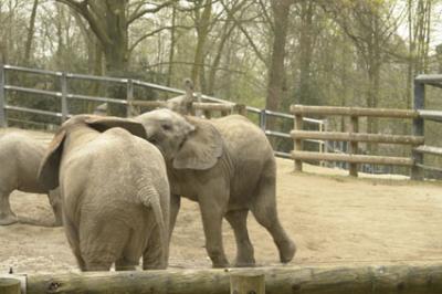 zoo_wuppertal_50.jpg