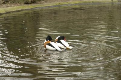 zoo_wuppertal_62.jpg