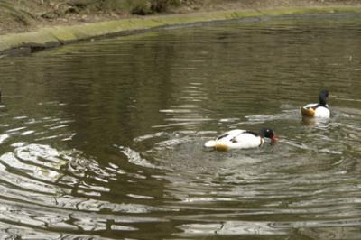 zoo_wuppertal_63.jpg