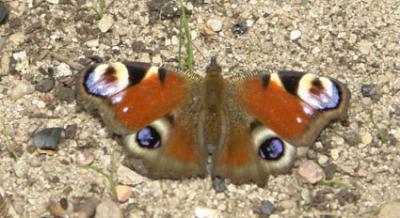 schmetterling_9.jpg